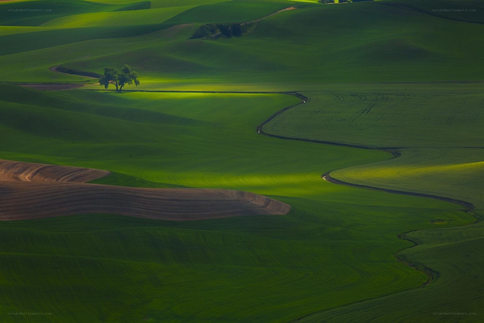 Rolling green hills landscape