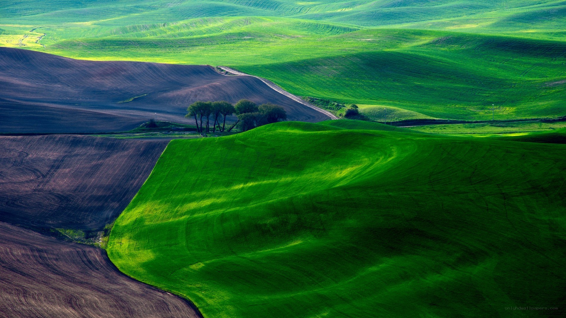 Rolling green hills landscape