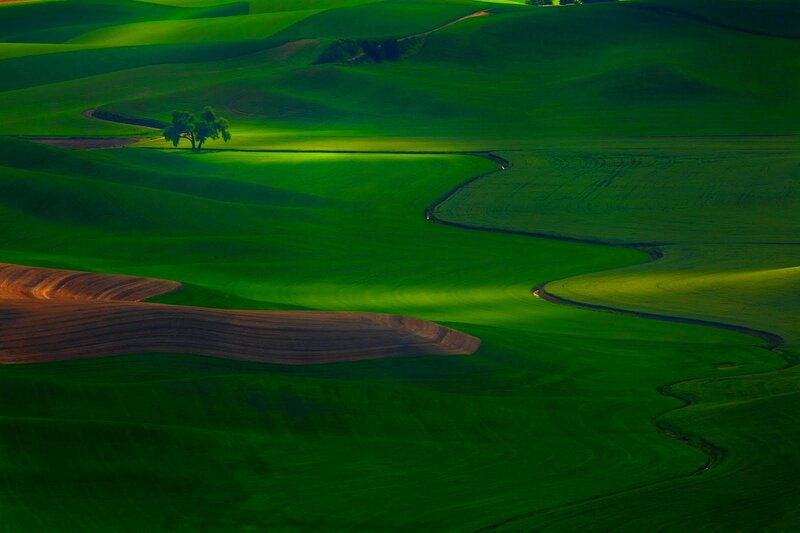 Rolling green hills landscape