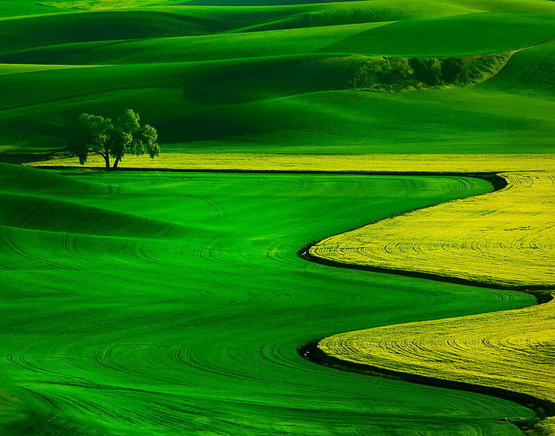 Rolling Green Hills — Serene, Afternoon, Photograph, Tree