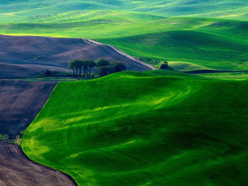 Rolling Green Hills — Serene, Afternoon, Photograph, Trees, Dirt Road