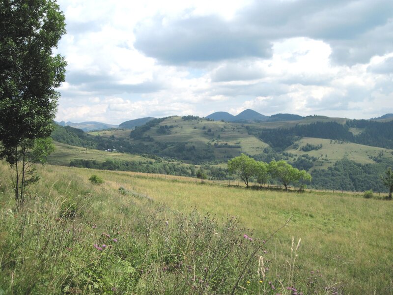 Rolling Green Hills — Serene, Afternoon, Photograph, Trees
