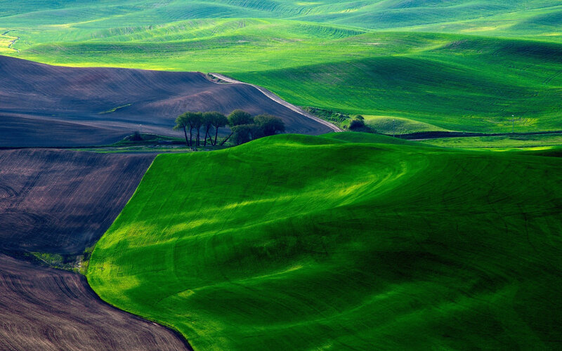 Rolling Green Hills — Serene, Morning, Photograph, Fields, Trees
