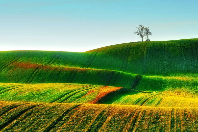 Rolling Green Hills — Serene, Morning, Photograph, Tree