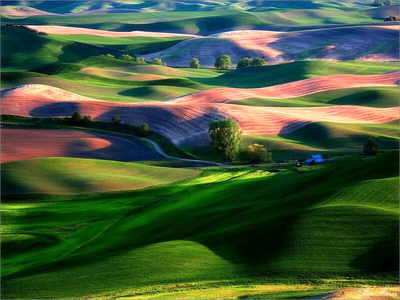 Rolling Green Hills — Serene, Morning, Photograph, Trees, Farmhouse
