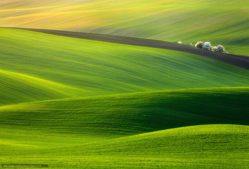 Rolling Green Hills — Serene, Morning, Photograph, Trees, Fields, Sunlight