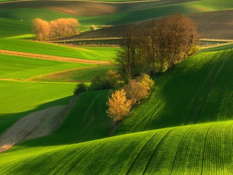 Rolling Green Hills — Serene, Morning, Photograph, Trees, Fields