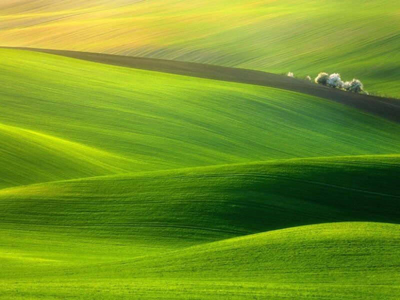 Rolling Green Hills — Serene, Morning, Photograph, Trees