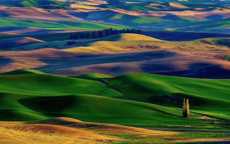 Rolling Green Hills — Trees