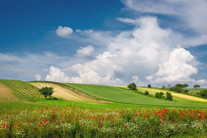 Rolling Green Hills with Flowers