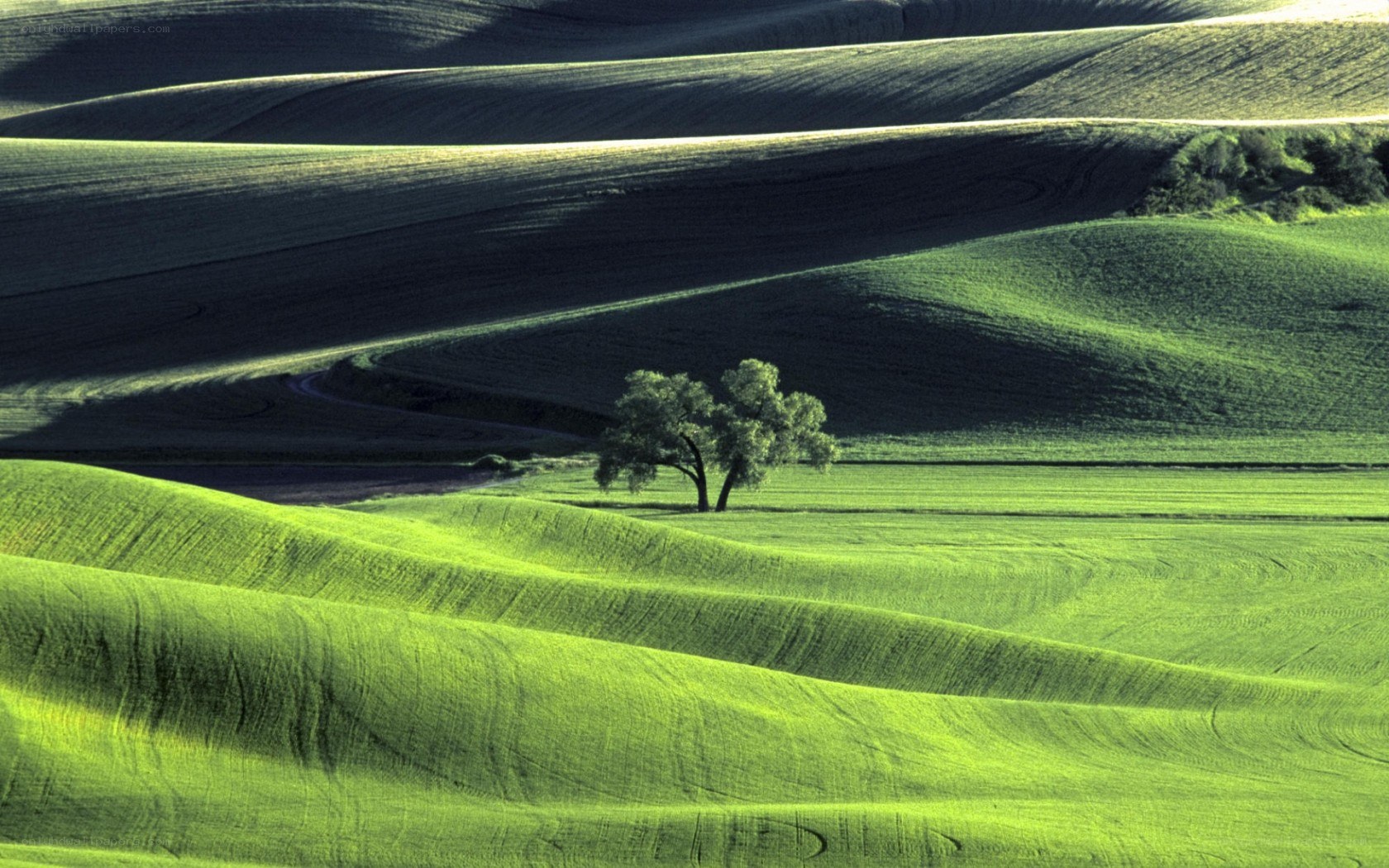 Rolling green hills with lone tree