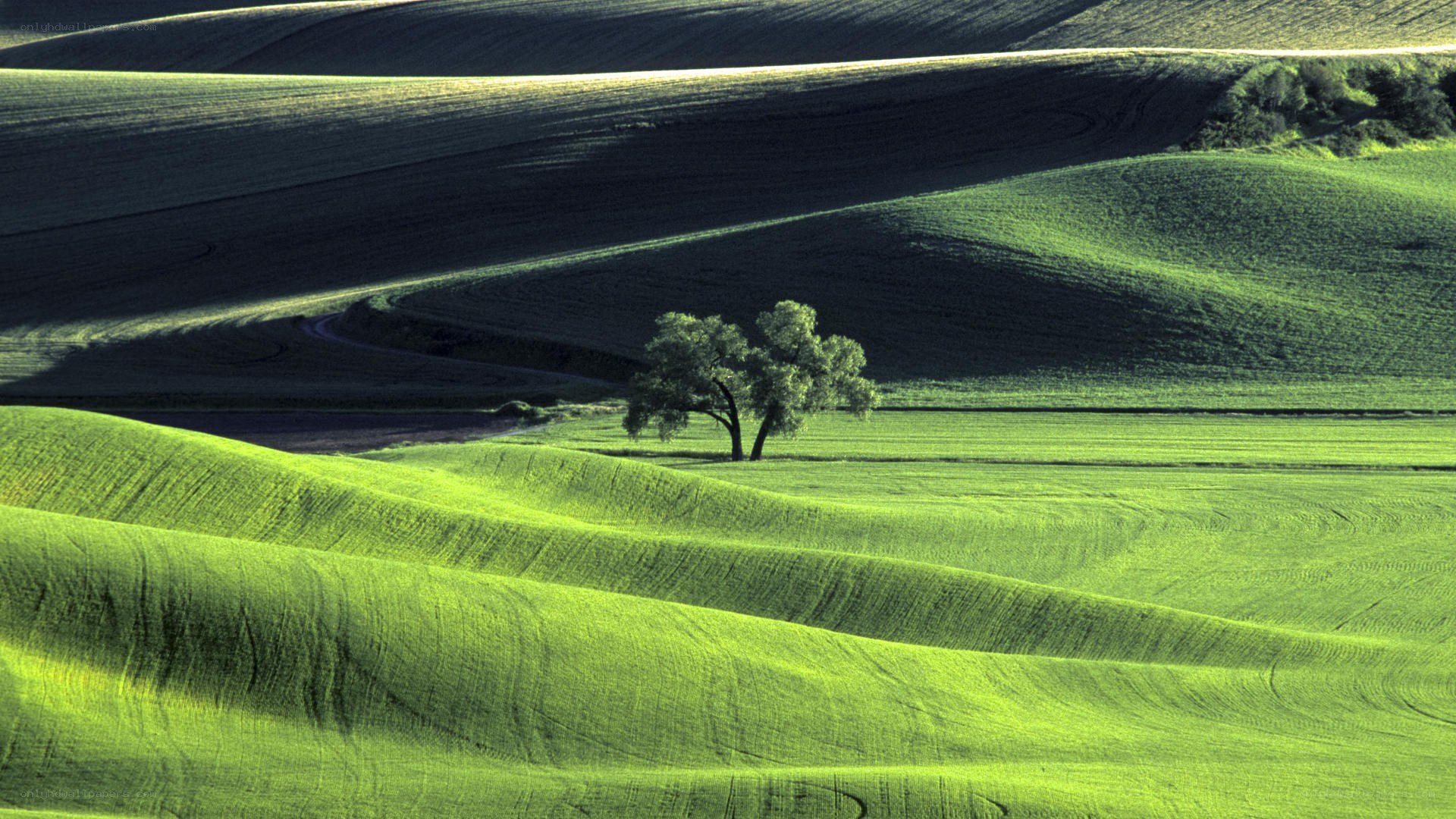 Rolling green hills with lone tree