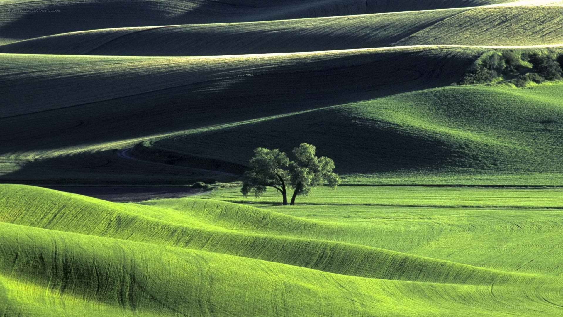 rolling green hills with lone tree