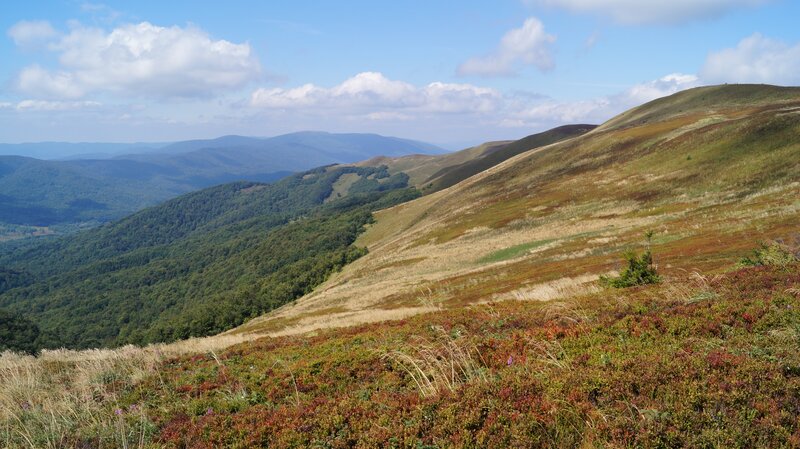 Rolling Hills and Forest