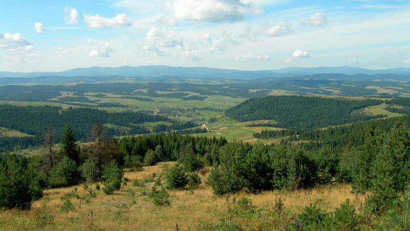 Rolling Hills and Forests