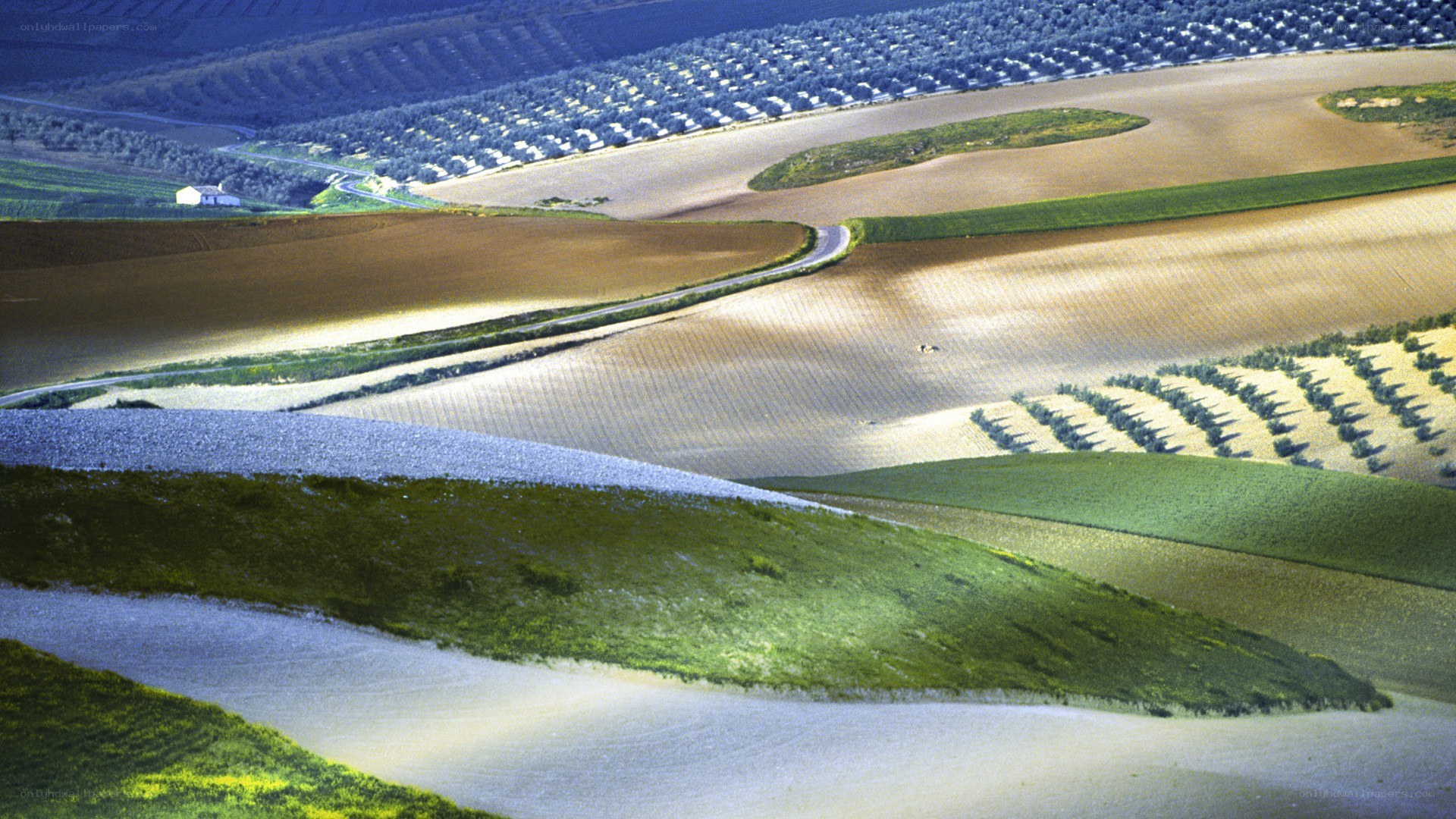 Rolling hills and olive groves