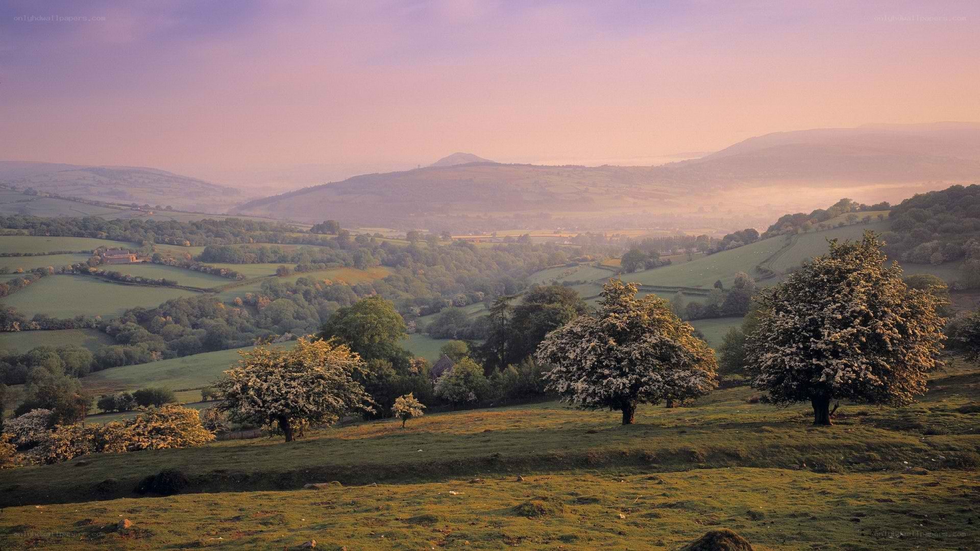 Rolling hills at dawn