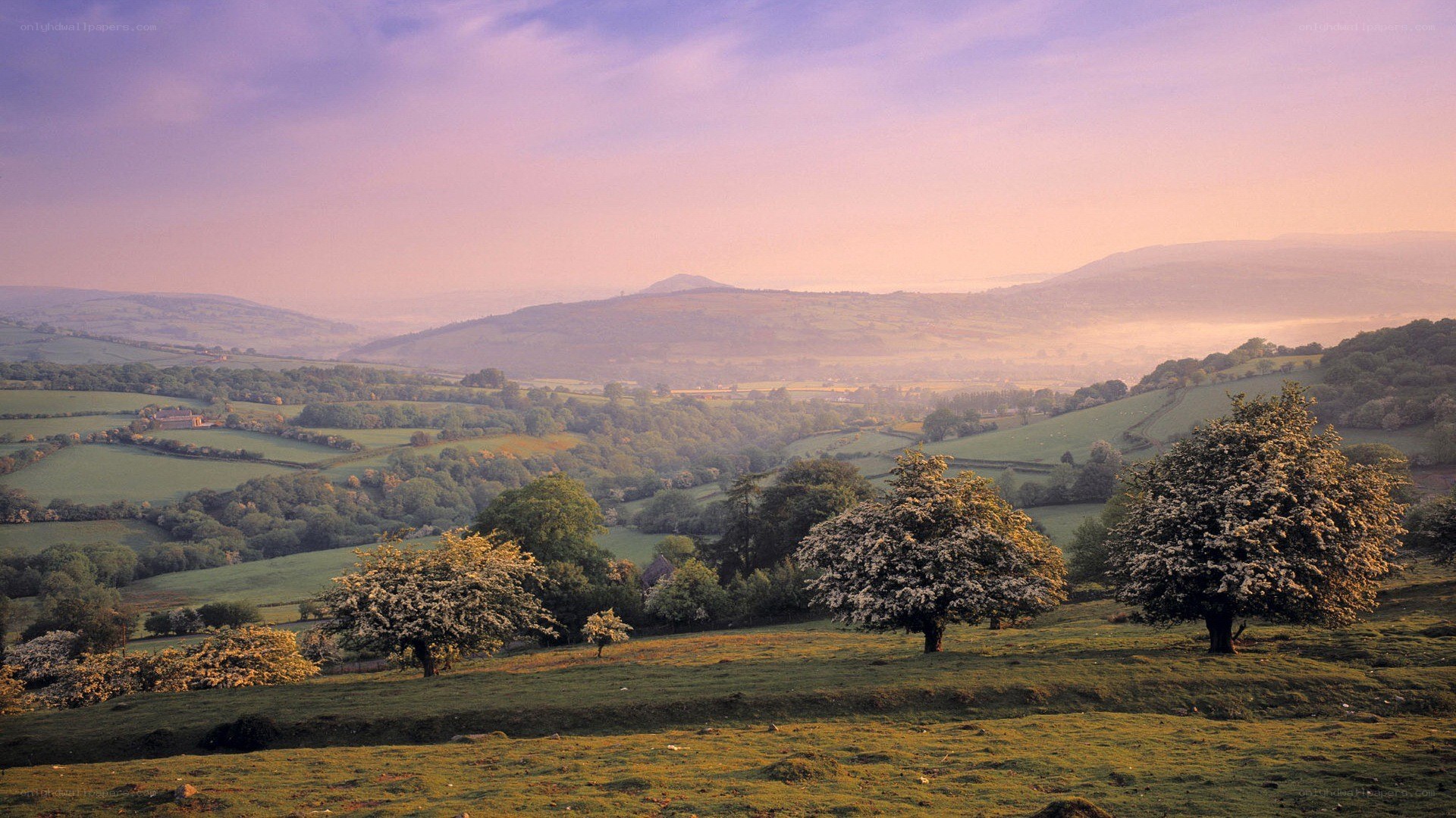 Rolling hills at dawn