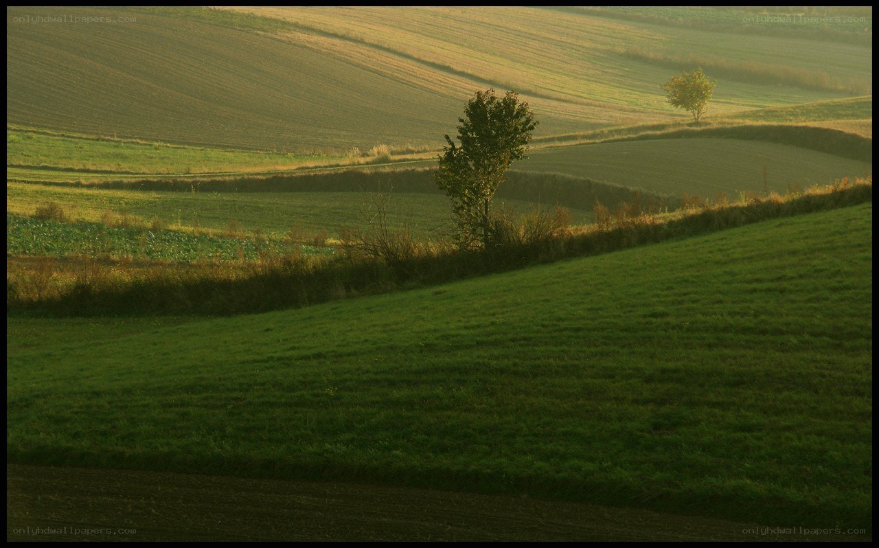 Rolling hills at golden hour