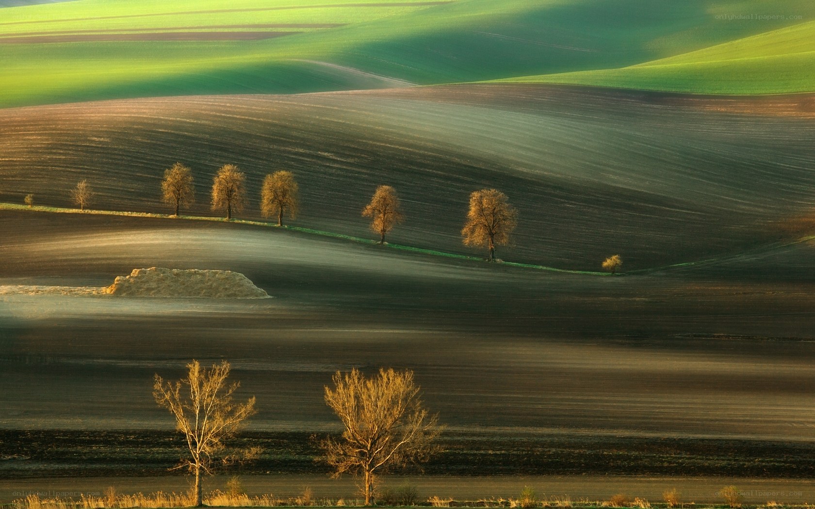 Rolling hills at golden hour