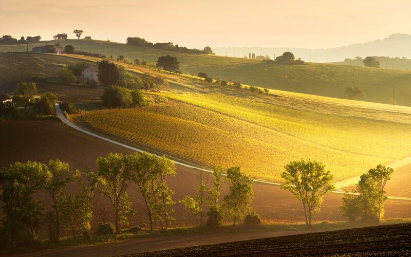 Rolling Hills at Sunrise — Yellow, Serene
