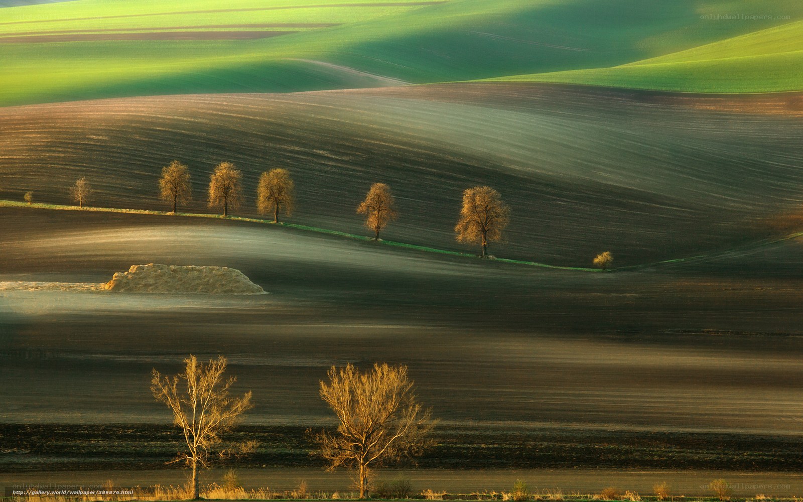 Rolling hills at sunrise