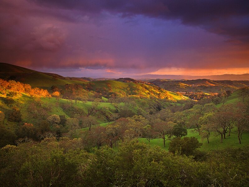Rolling Hills at Sunset — Purple