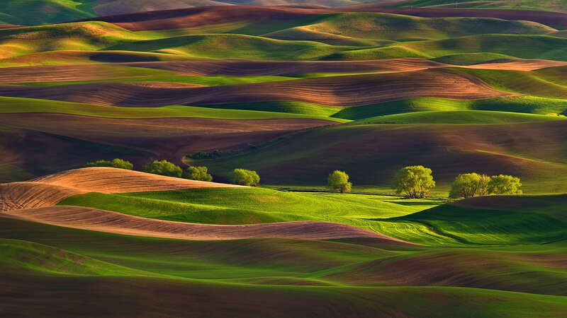 Rolling Hills Landscape — Green, Serene, Morning, Photograph, Trees, Fields