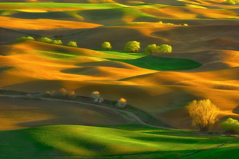 Rolling Hills Landscape — Green, Serene, Sunset, Photograph, Trees, Fields, Path