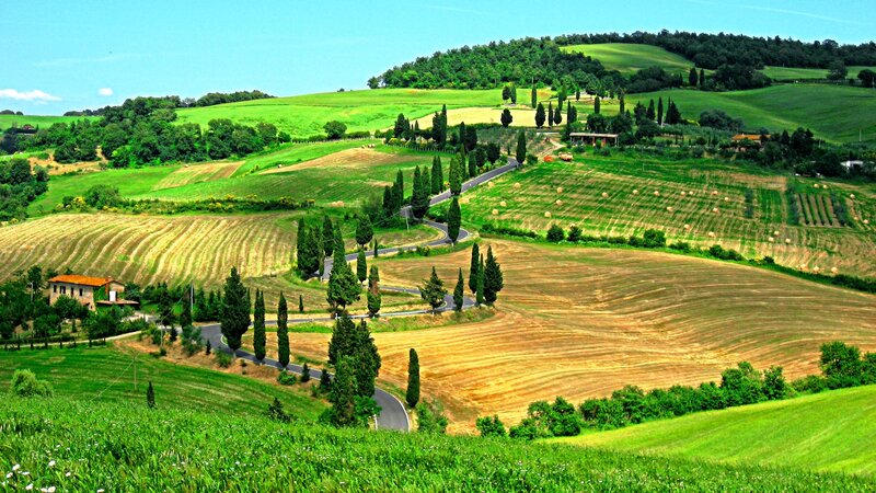 Rolling Hills with Cypress Trees