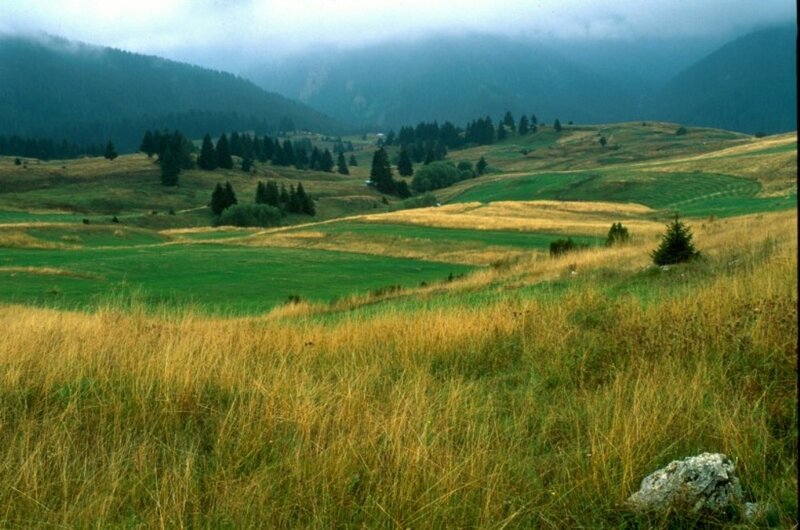 Rolling Hills with Fields