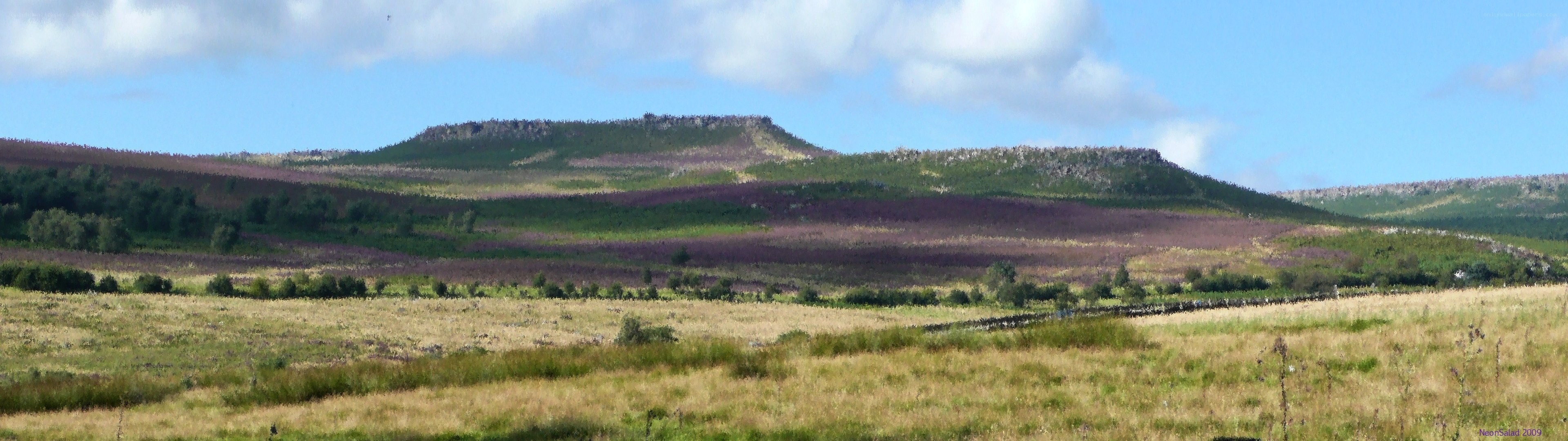 Rolling hills with heather