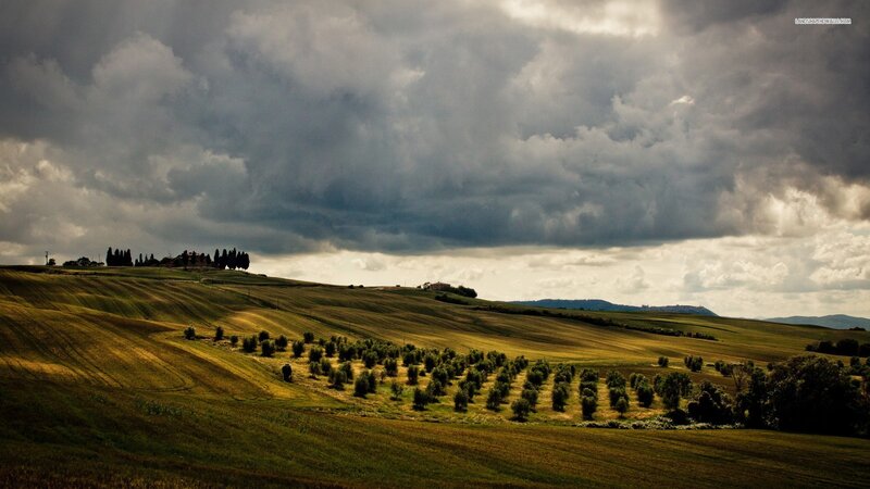 Rolling Hills with Olive Grove