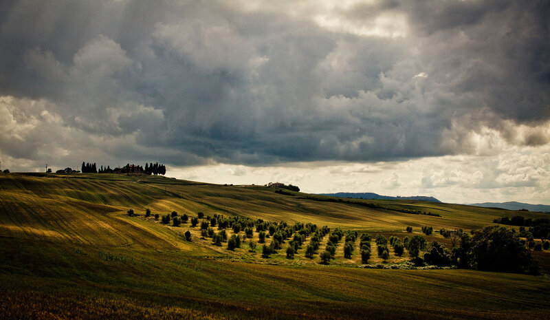 Rolling Hills with Olive Groves