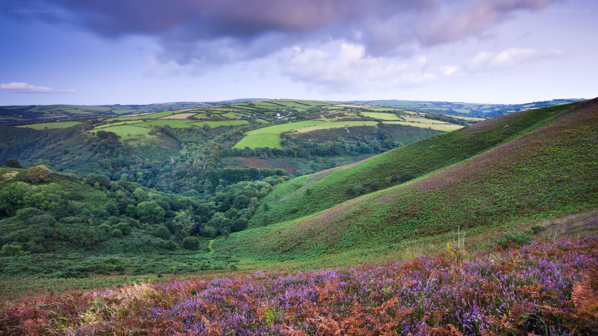 Rolling hills with purple heather