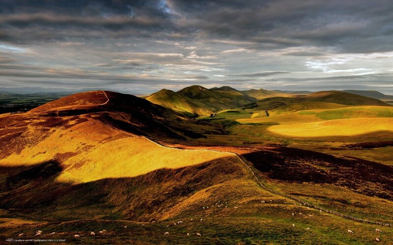 Rolling Hills with Sheep