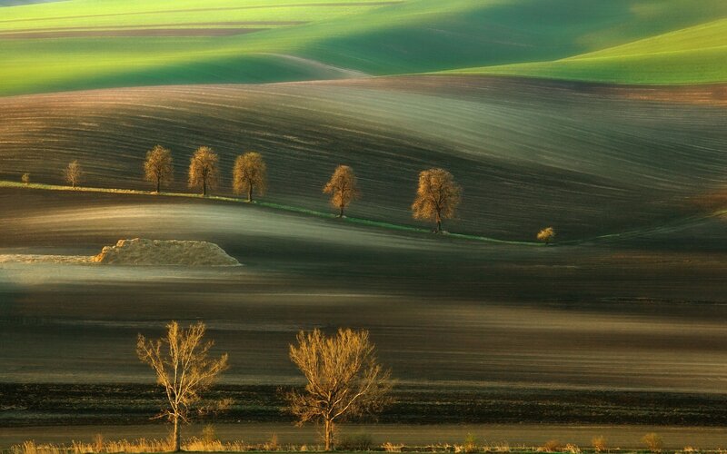 Rolling Hills with Trees — Green, Serene, Morning