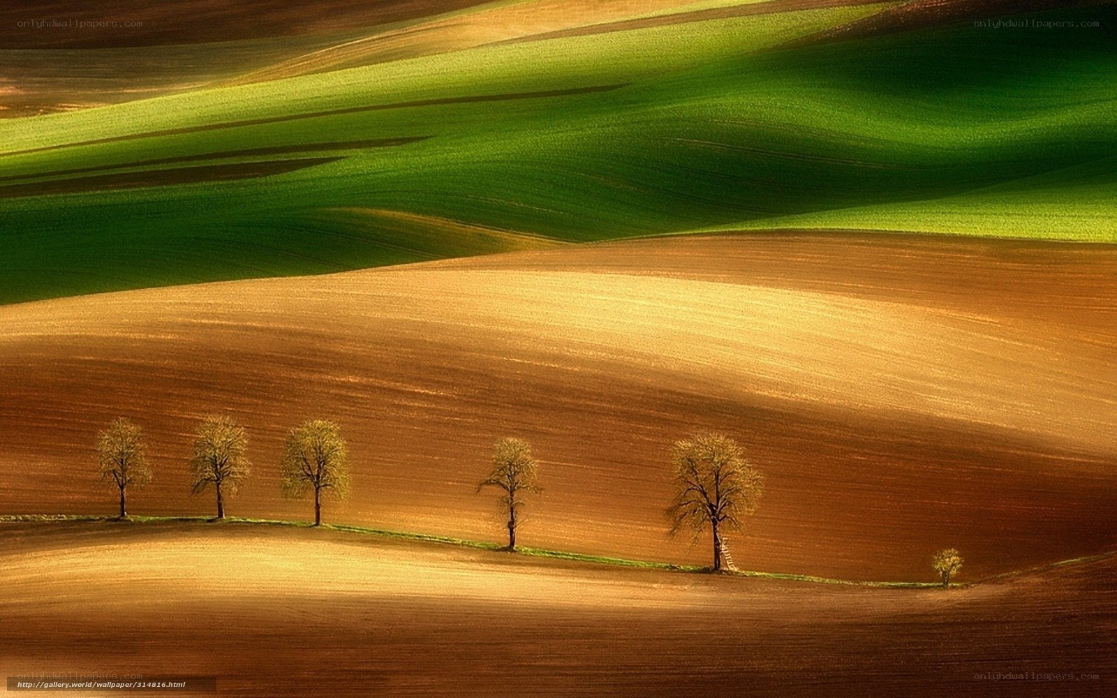Rolling hills with trees