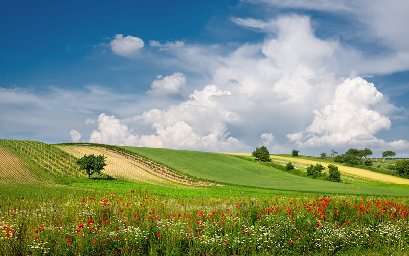 Rolling Hills with Wildflowers — Green, Serene, Afternoon