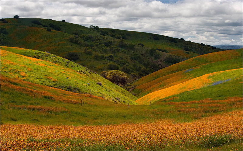 Rolling Hills with Wildflowers — Green, Serene