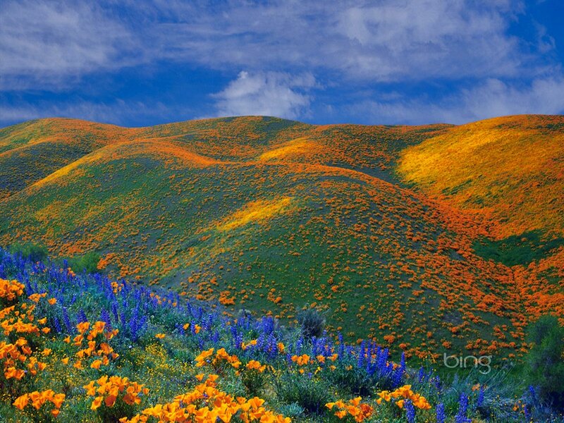 Rolling Hills with Wildflowers — Orange, Serene
