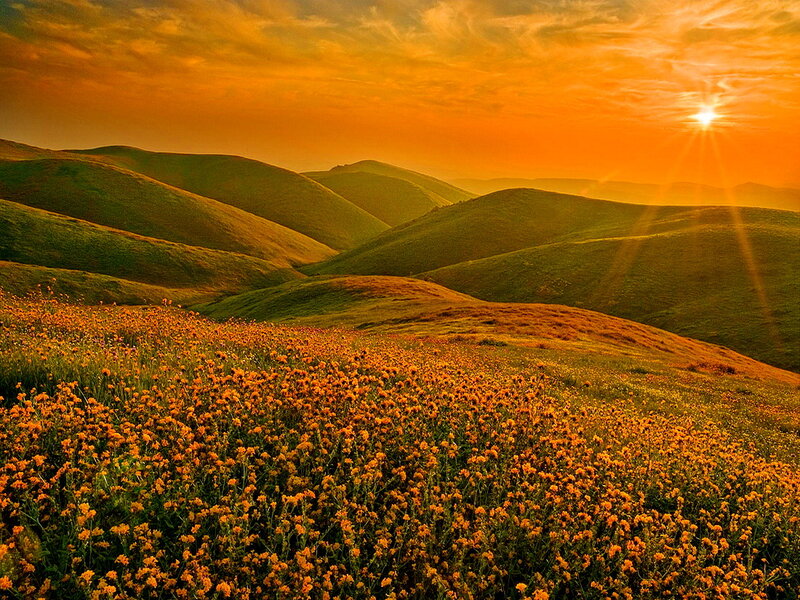 Rolling Hills with Wildflowers — Orange