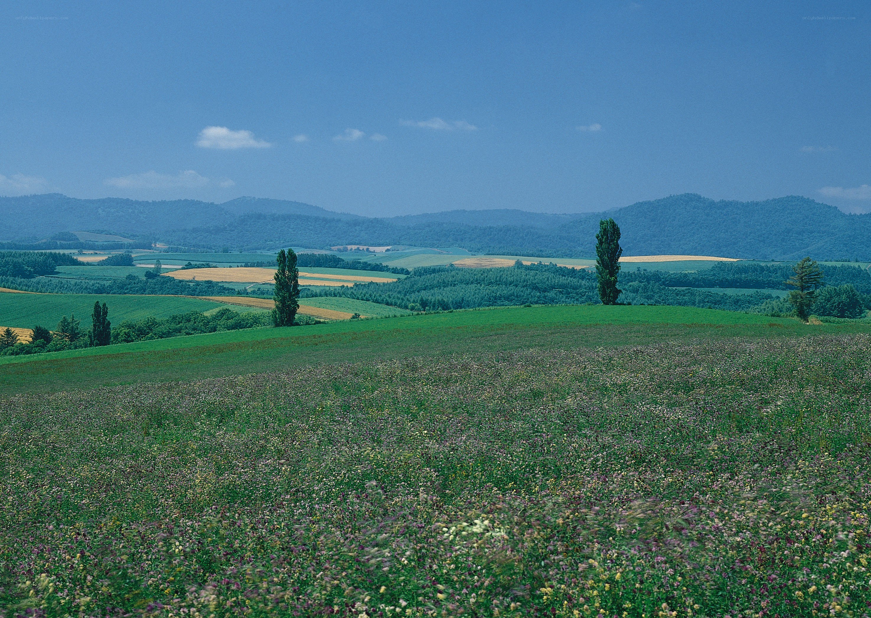 Rolling hills with wildflowers