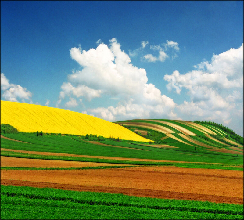 Rolling hills with yellow fields