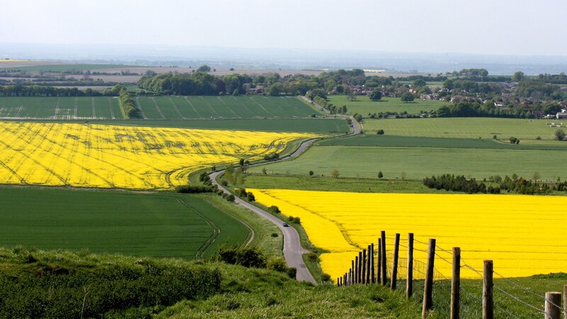 Rolling hills with yellow fields