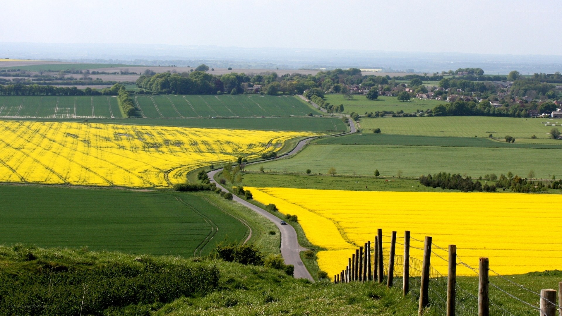 Rolling hills with yellow fields