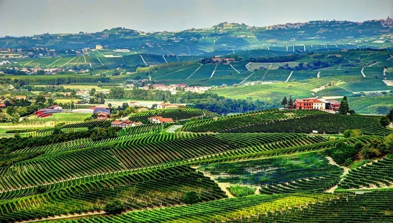 rolling vineyards of Piedmont