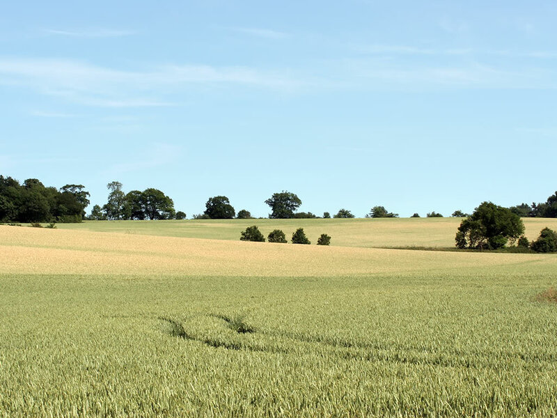 Rolling wheat fields under blue sky