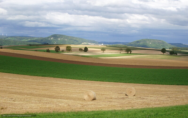 Rolls of hay in a farmland
