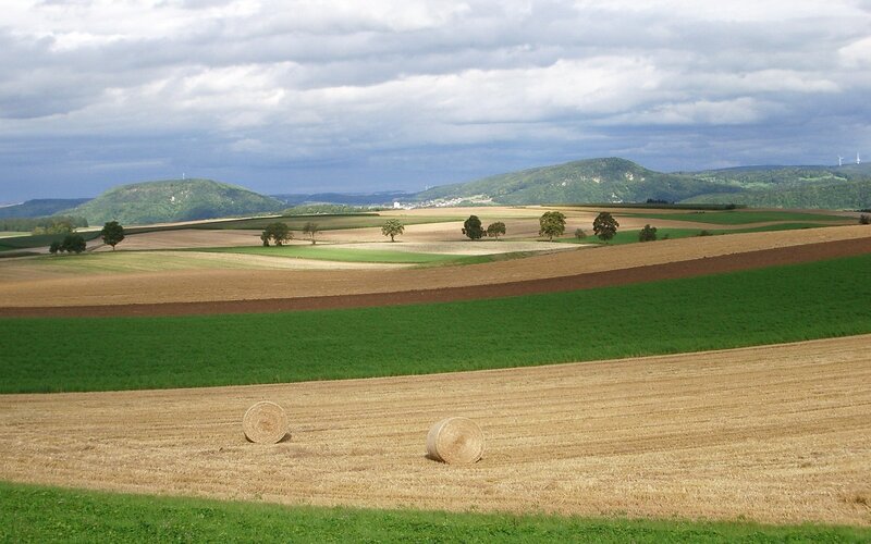 Rolls of hay in a field